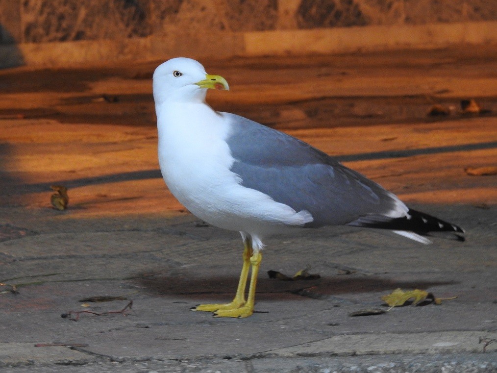 Yellow-legged Gull - Karim Haddad