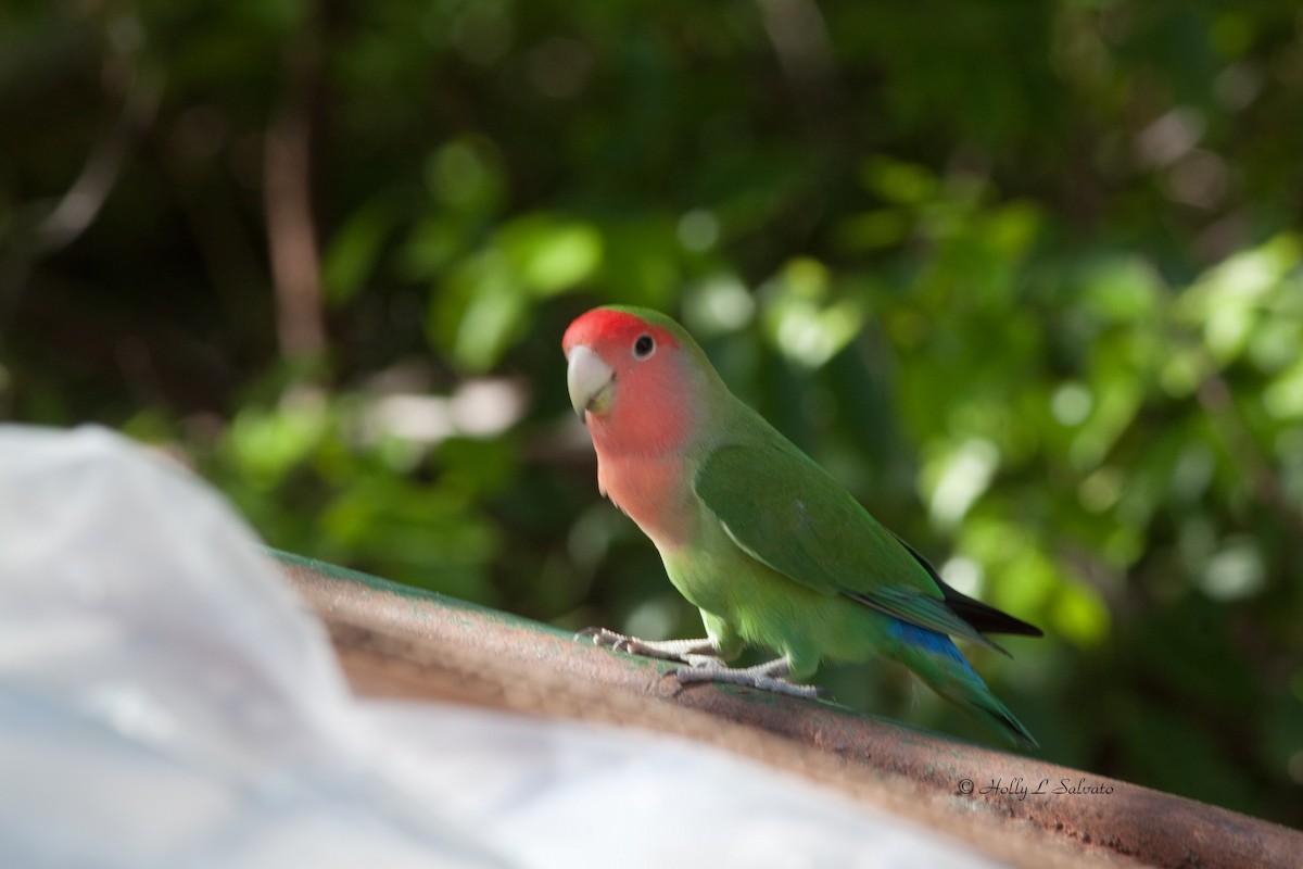 Rosy-faced Lovebird - Mark and Holly Salvato