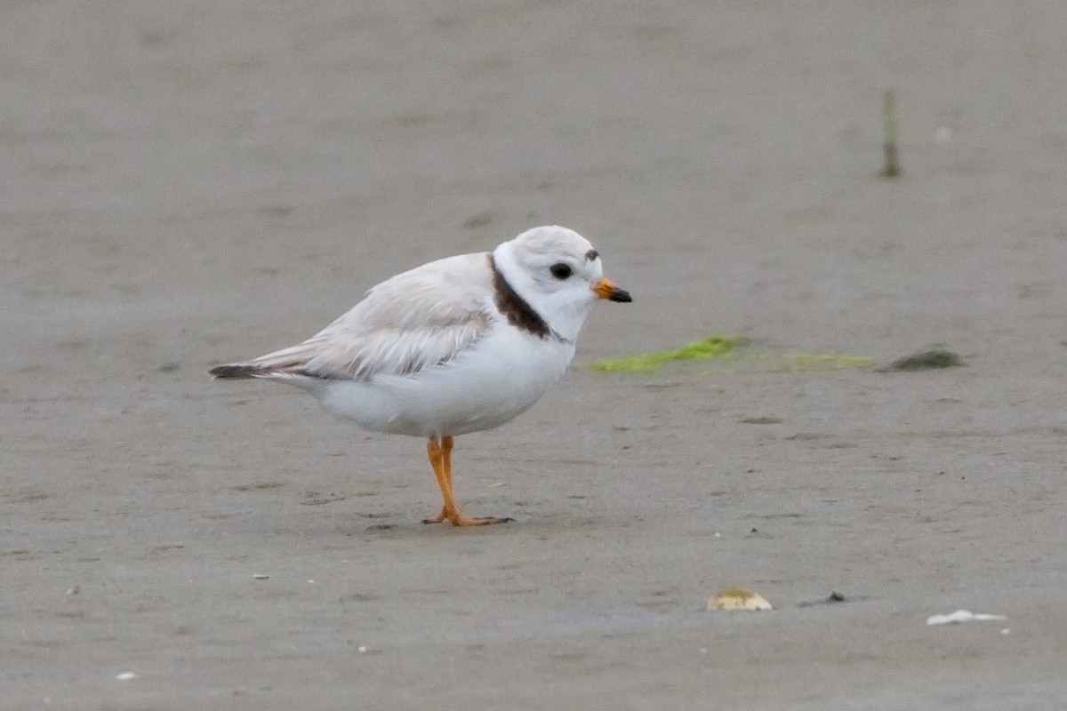 Piping Plover - ML78257441