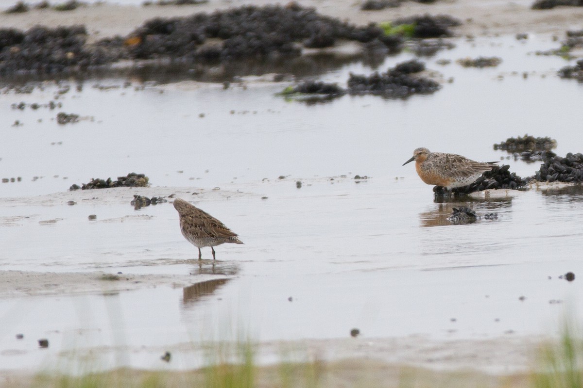 Red Knot - ML78257771