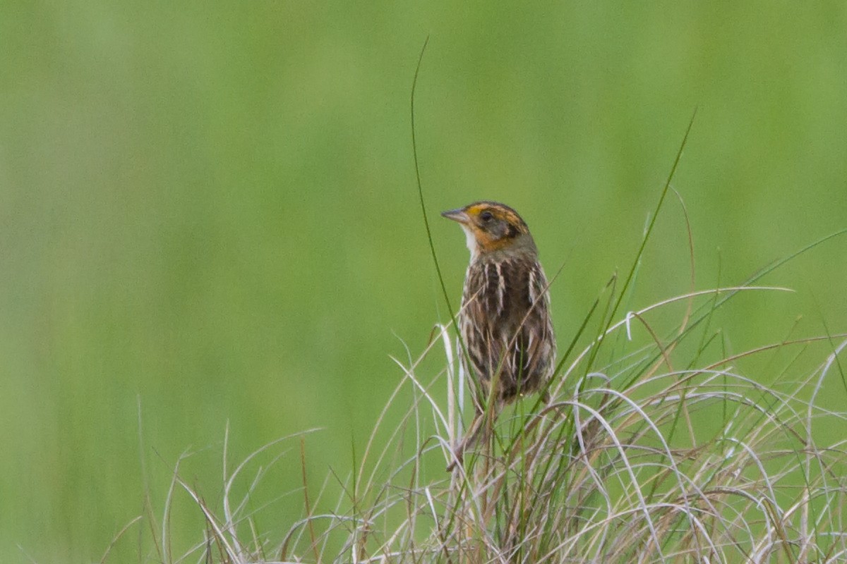 Saltmarsh Sparrow - Sue Barth