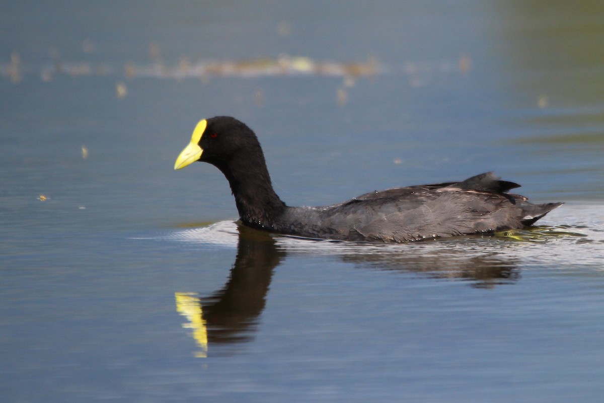 White-winged Coot - ML78259211