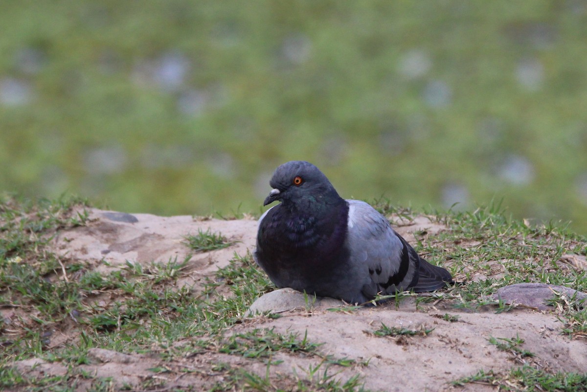 Rock Pigeon (Feral Pigeon) - ML78259421
