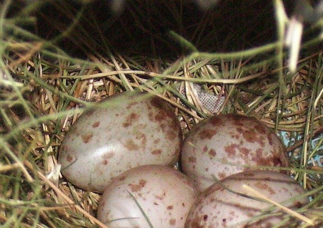  Melopyrrha nigra nigra eggs from a captive breeding population, Habana City, Cuba.