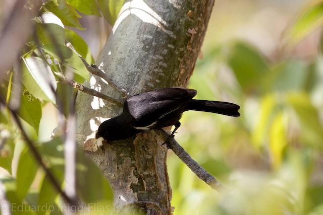  Melopyrrha nigra nigra male selecting a piece of bark from the Bursera simaruba tree as part of the nesting material used by these birds in the interior of the nest.