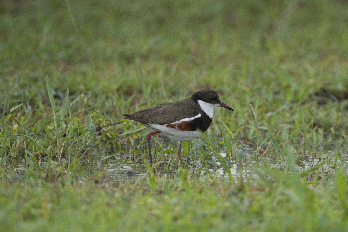 Red-kneed Dotterel - ML78261851