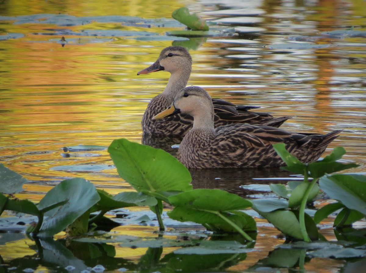 Mottled Duck - Susan Young