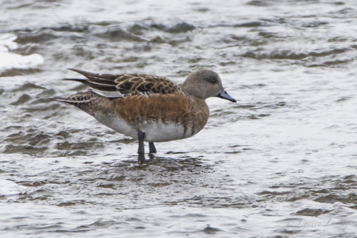 American Wigeon - Lucien Lemay
