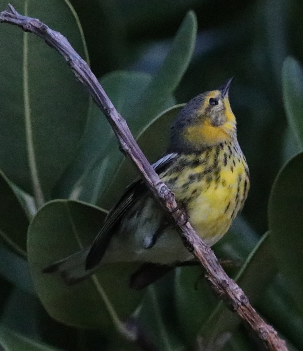 Cape May Warbler - ML78264441