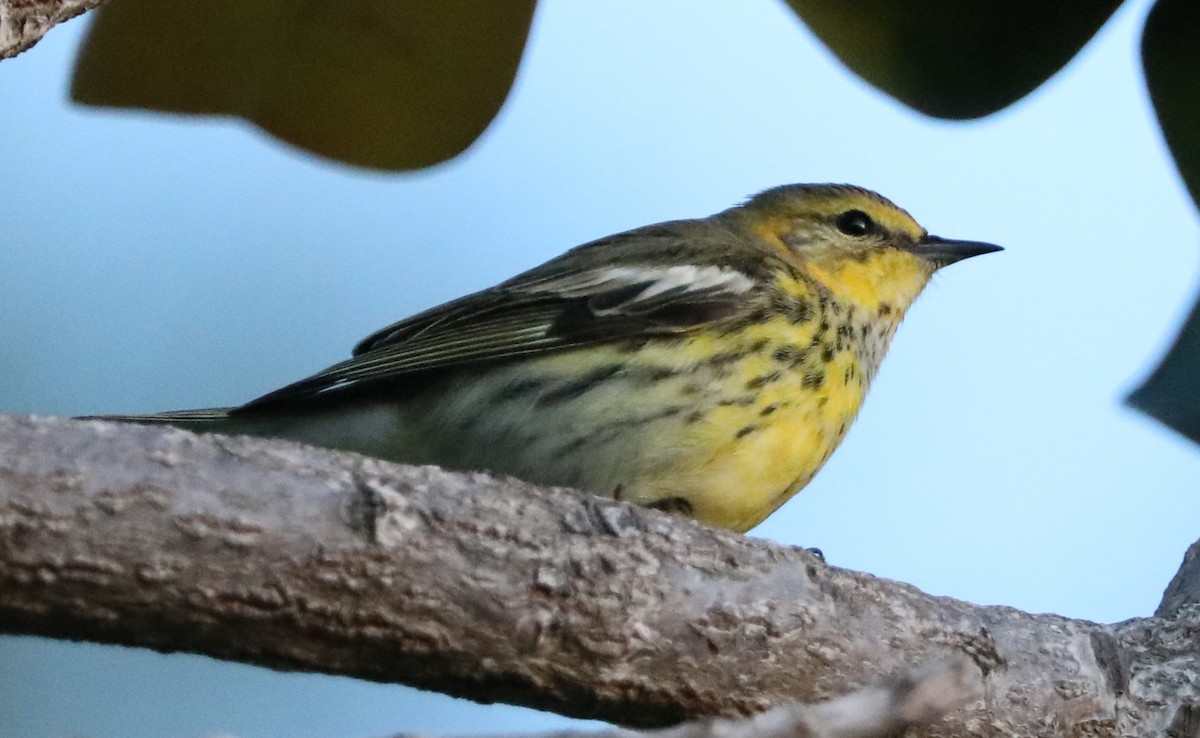 Cape May Warbler - ML78264451