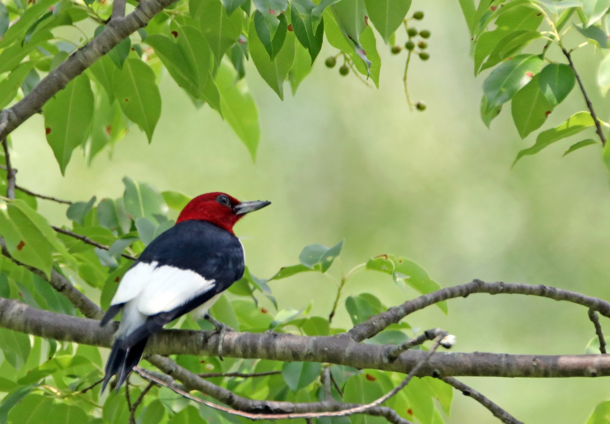 Red-headed Woodpecker - ML78265581