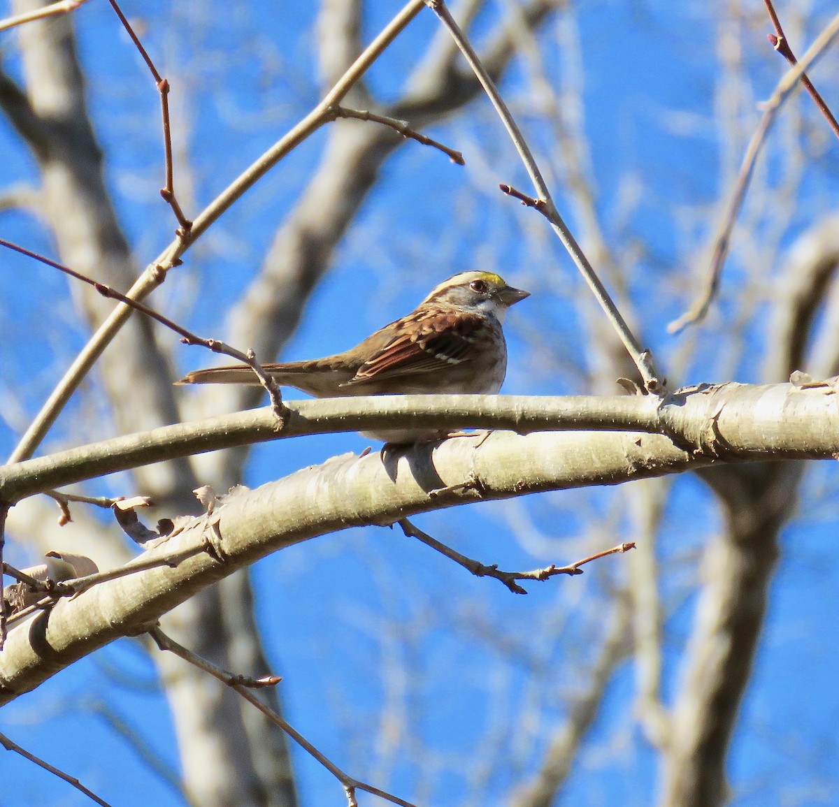 White-throated Sparrow - ML78268201