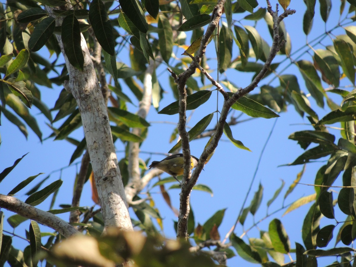 Bananaquit (Cozumel I.) - Ichi Wildlife Tours