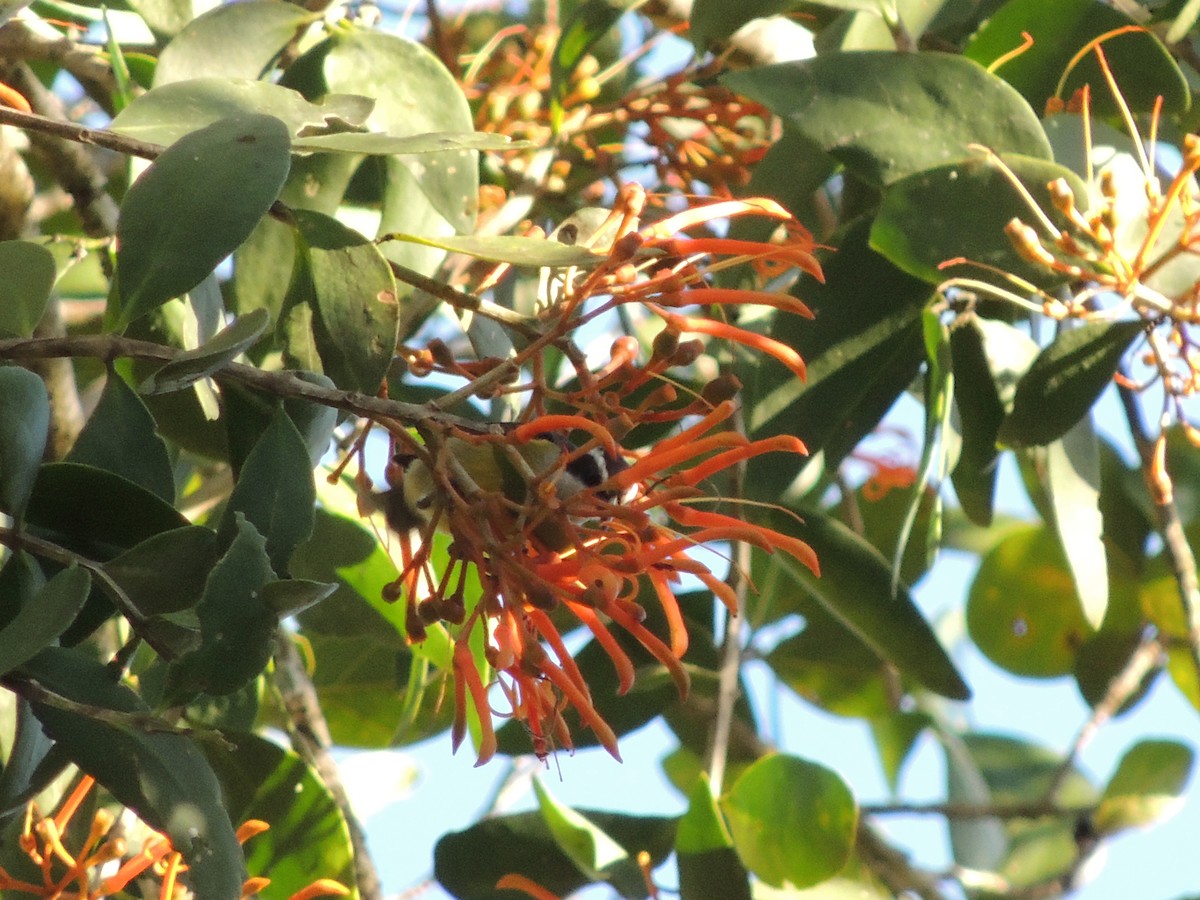 Bananaquit (Cozumel I.) - Ichi Wildlife Tours