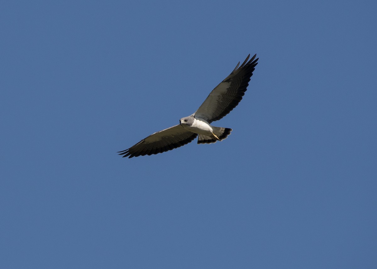 White-tailed Hawk - Apolinar Basora