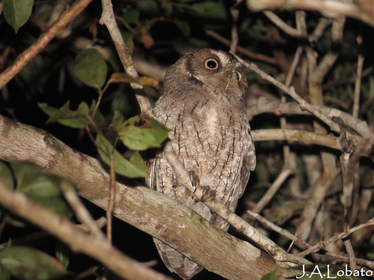 Middle American Screech-Owl - ML78271681