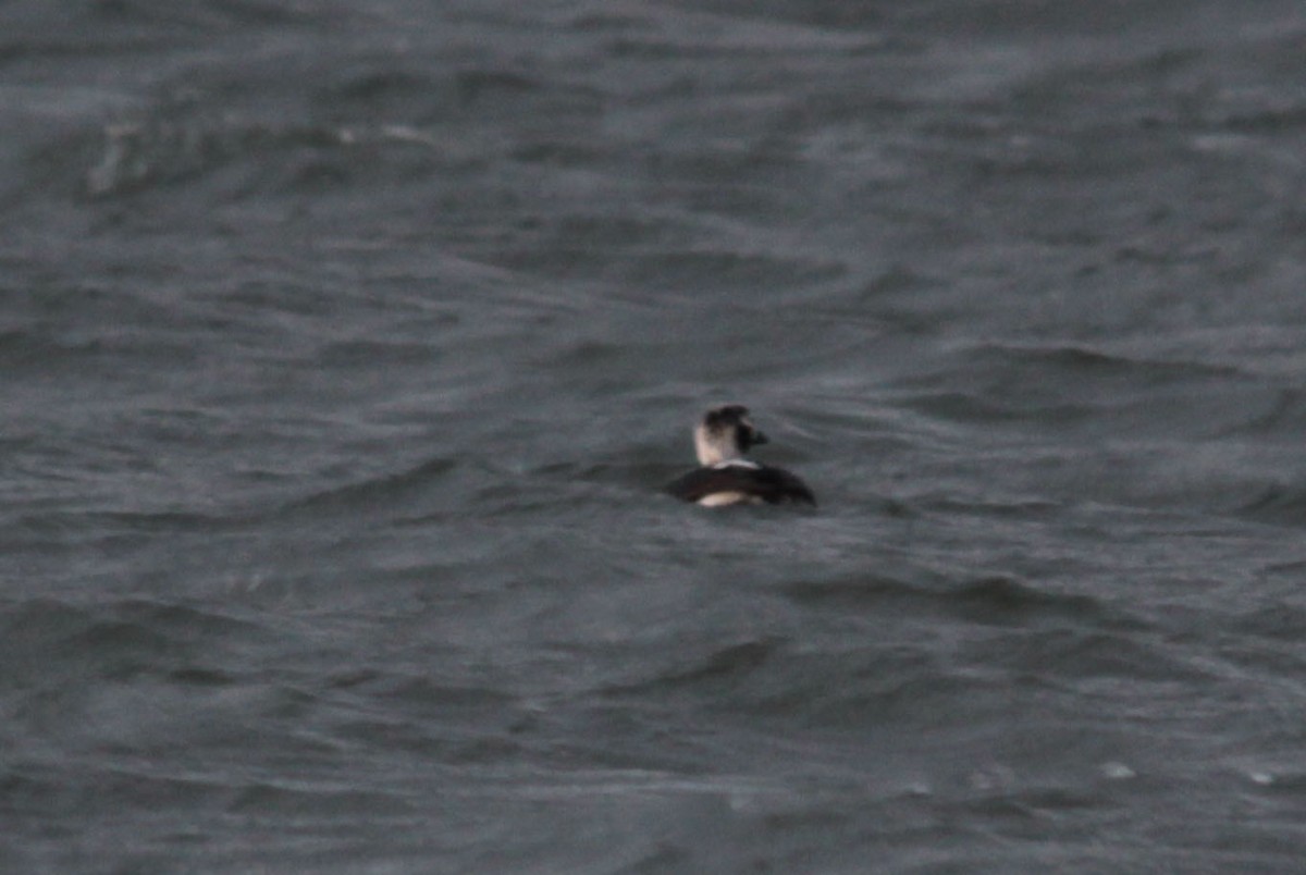 Long-tailed Duck - Tom Forwood JR