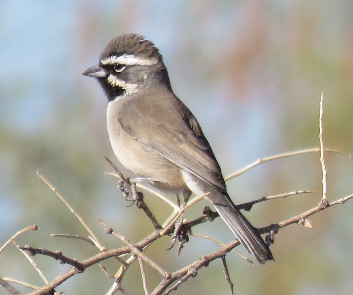 Black-throated Sparrow - Jan Thom