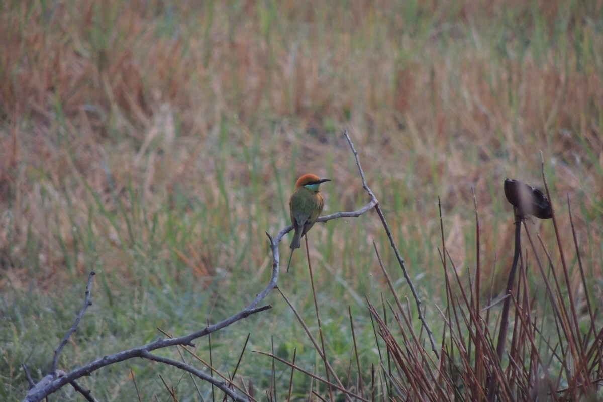 Asian Green Bee-eater - ML78275581