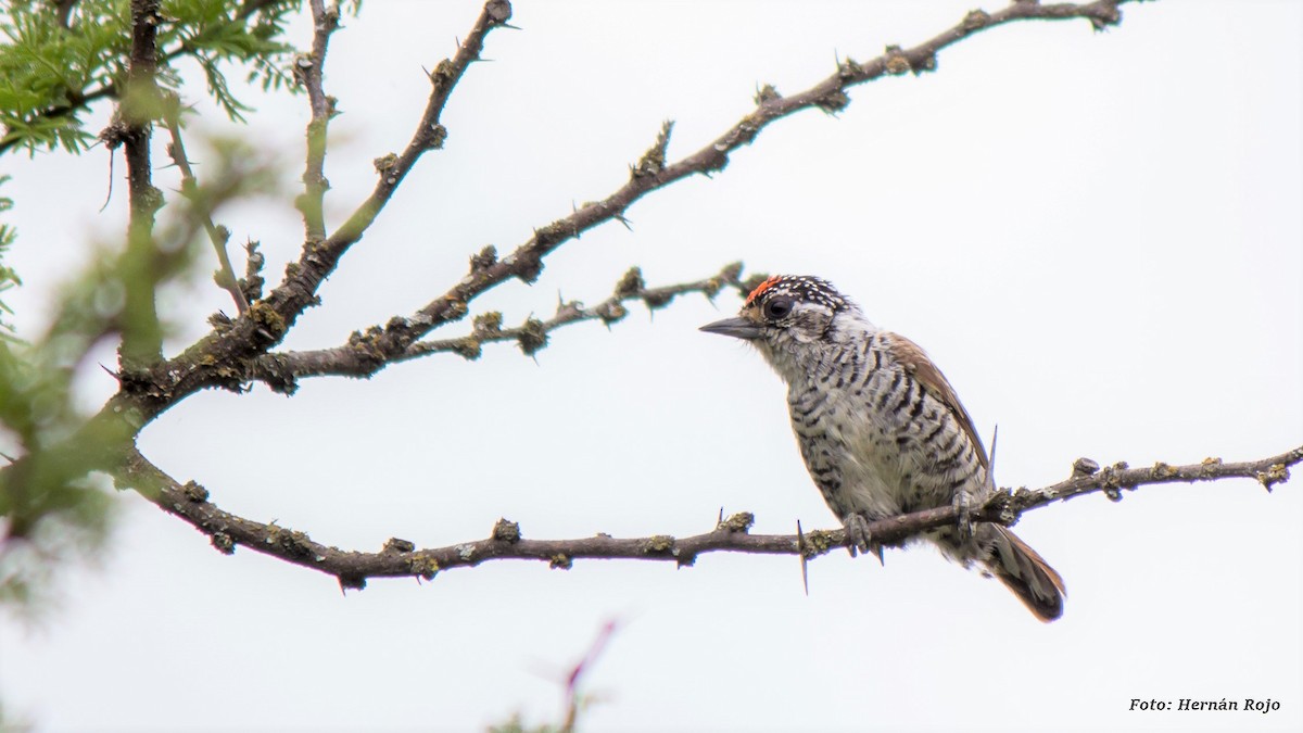 White-barred Piculet - Hernán Rojo