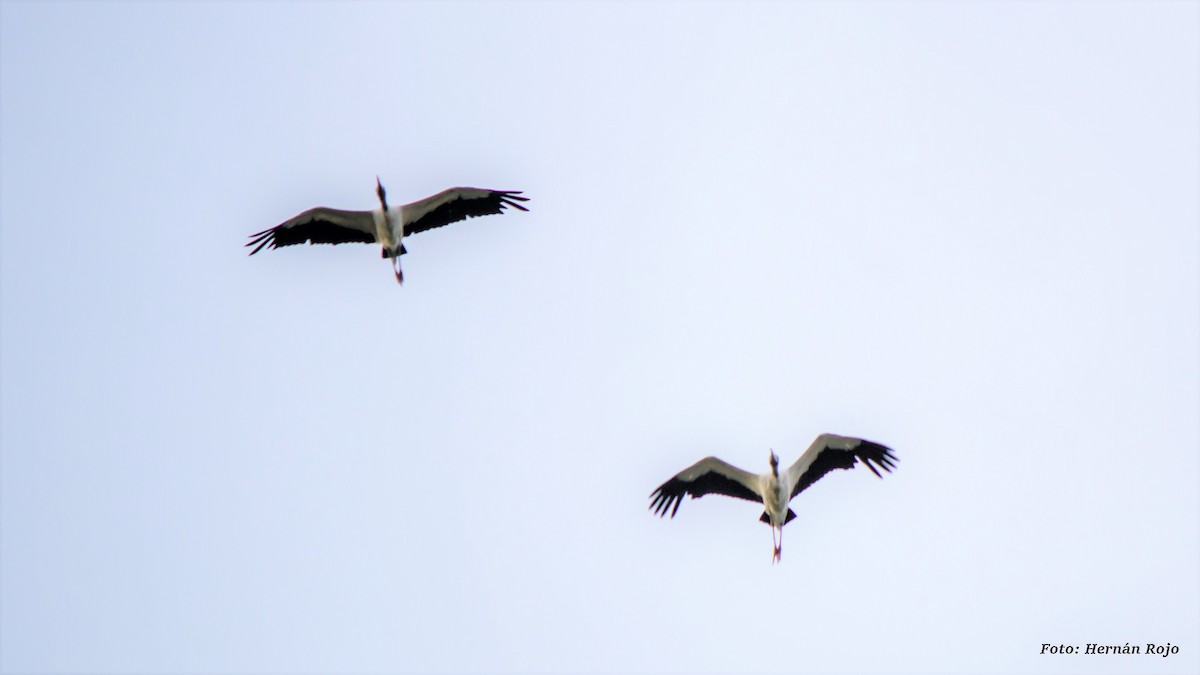 Wood Stork - Hernán Rojo