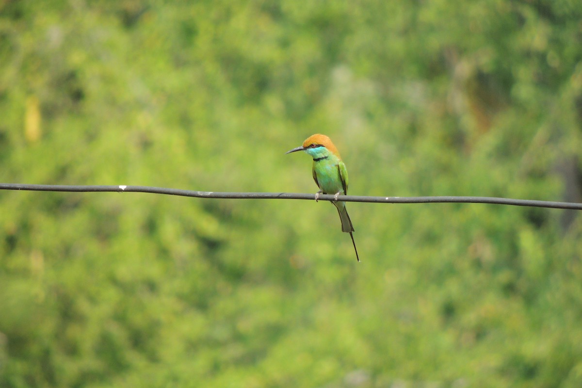 Asian Green Bee-eater - Scott Housten