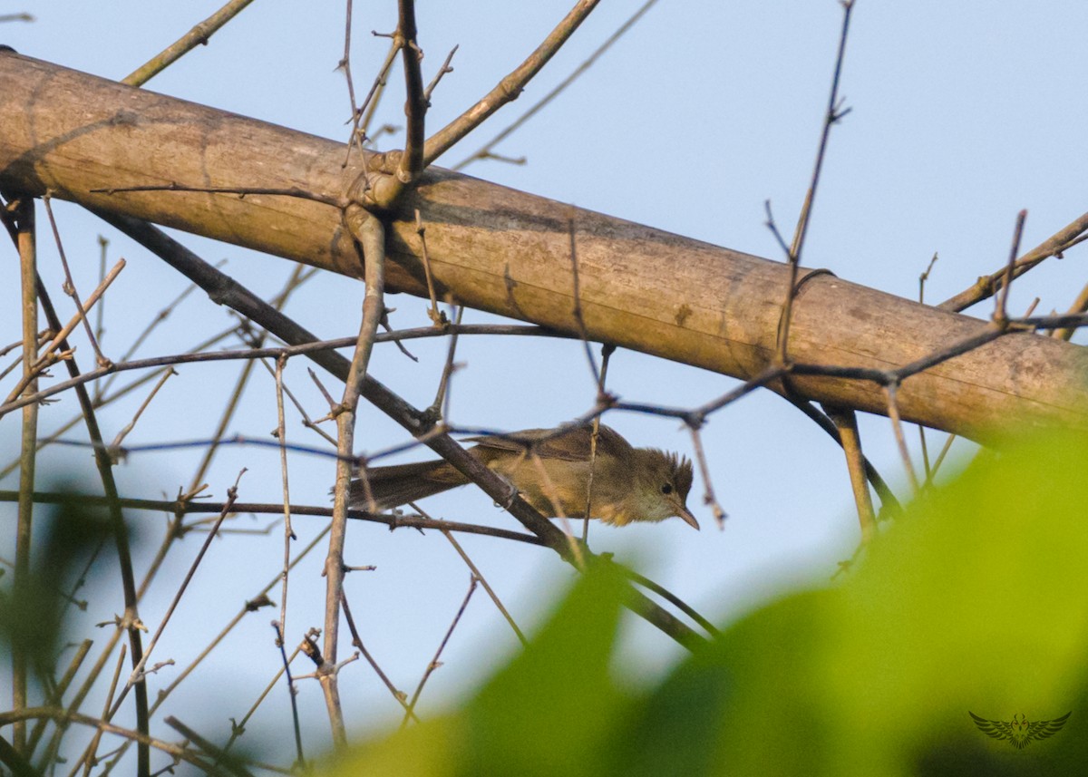 Thick-billed Warbler - Mohith Shenoy