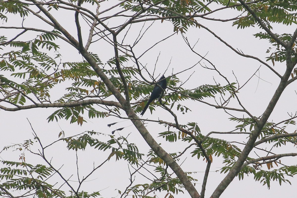 Greater Racket-tailed Drongo - Tommy Pedersen
