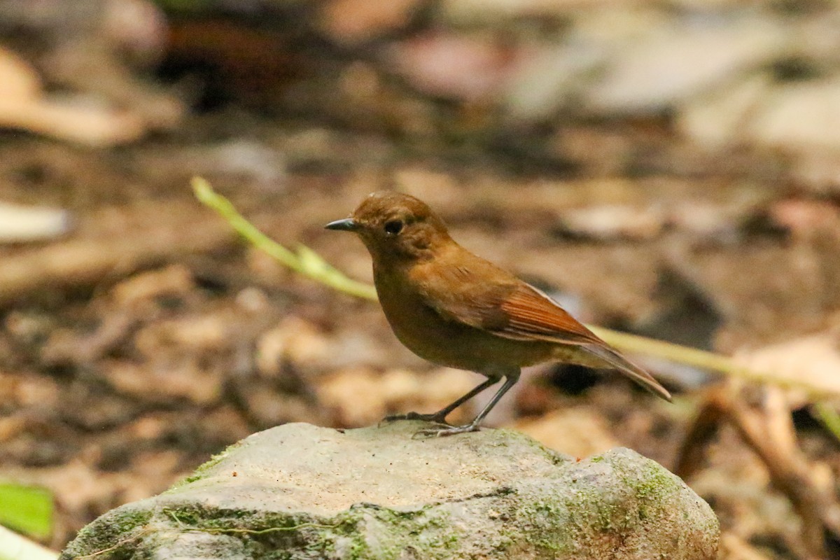 White-tailed Robin (White-tailed) - ML78281191