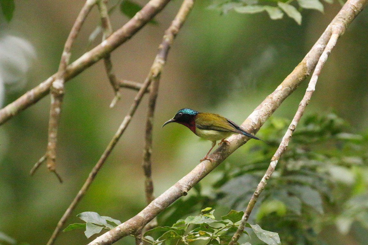 Fork-tailed Sunbird (Fork-tailed) - ML78281321