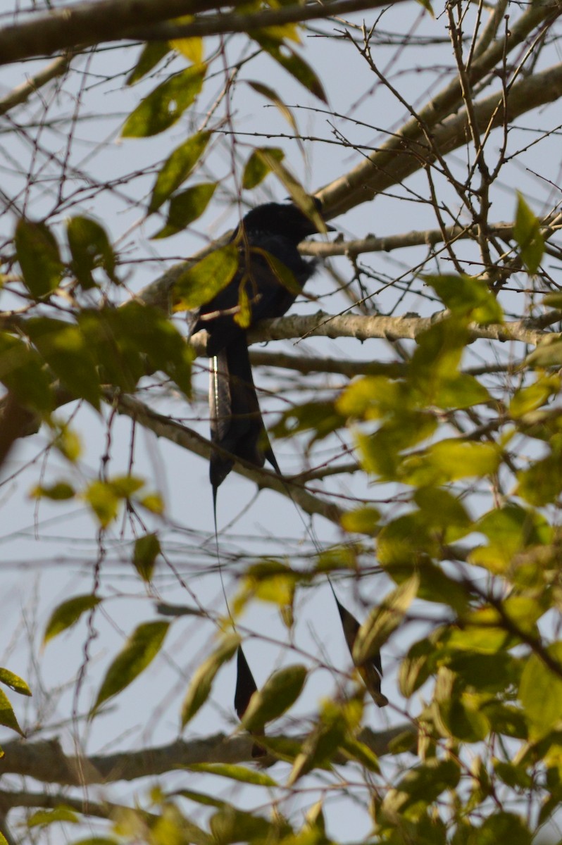 Greater Racket-tailed Drongo - Eric  Froelich