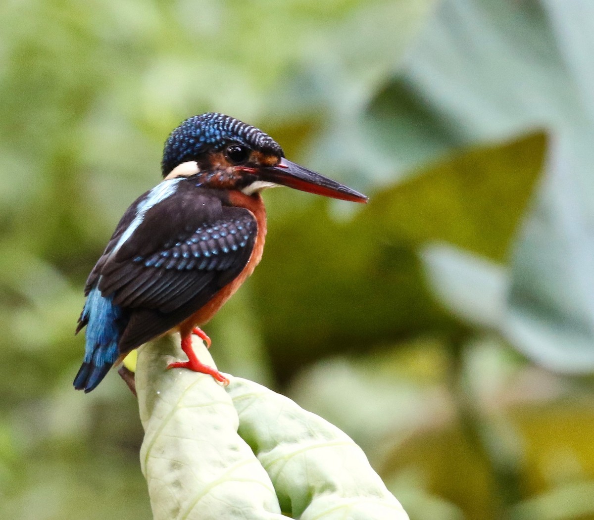Blue-eared Kingfisher - Craig Robson