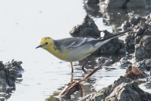 Citrine Wagtail - Maurice DeMille