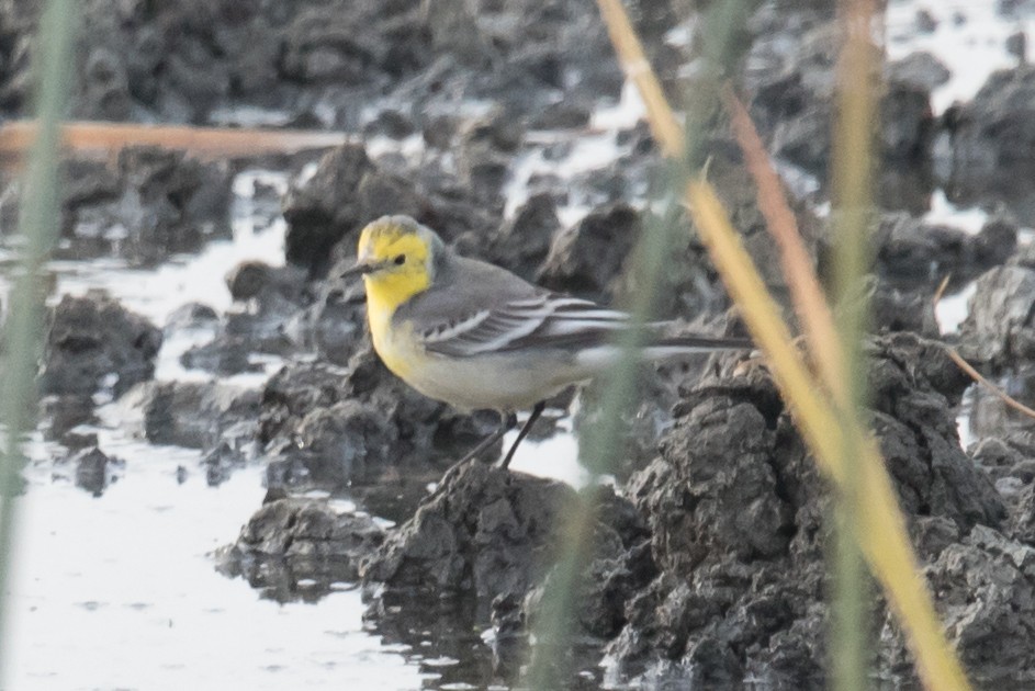 Citrine Wagtail - Maurice DeMille