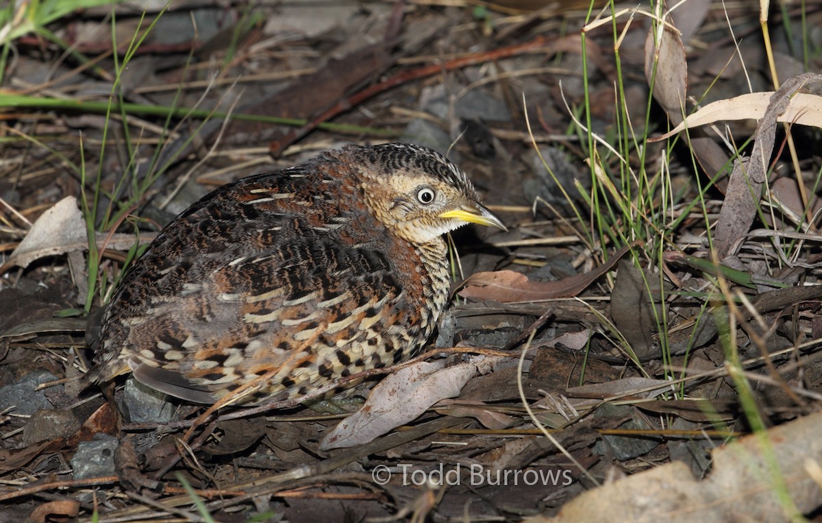 Red-backed Buttonquail - ML78288051