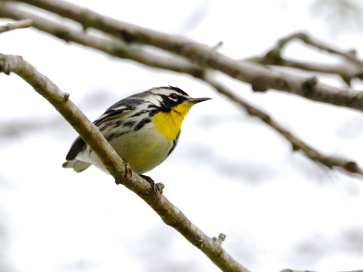 Yellow-throated Warbler - Alan Van Norman