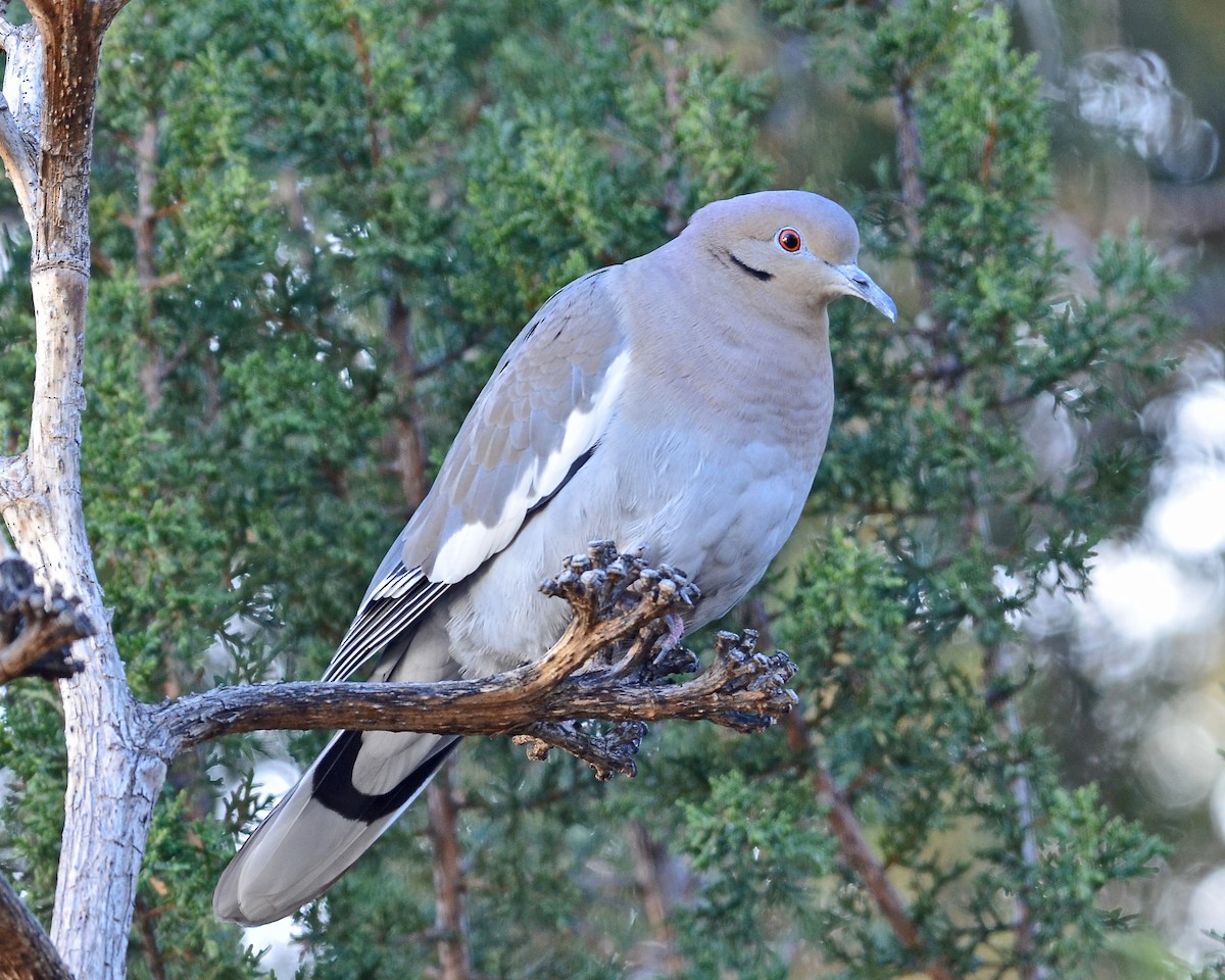 White-winged Dove - ML78289141
