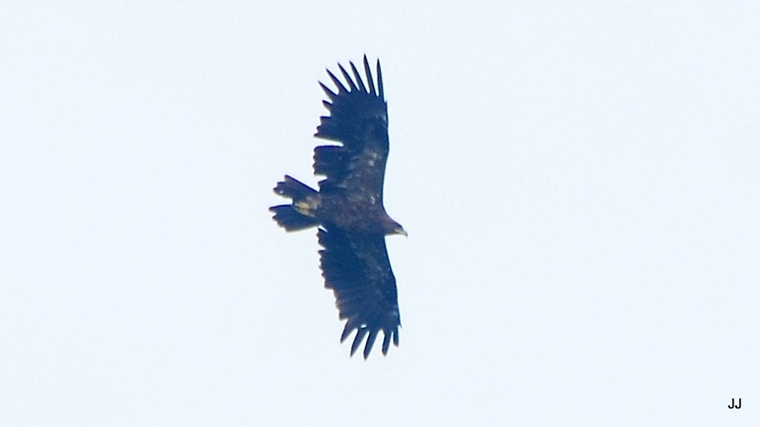 Greater Spotted Eagle - Jaichand Johnson