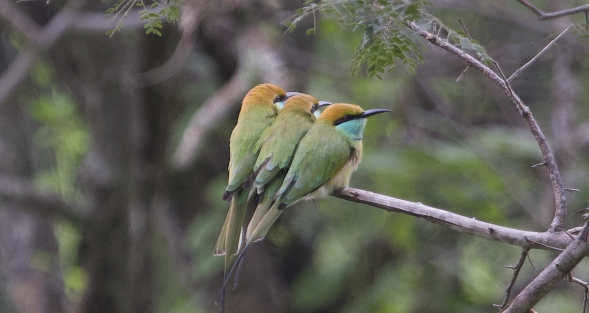 Asian Green Bee-eater - jaya samkutty