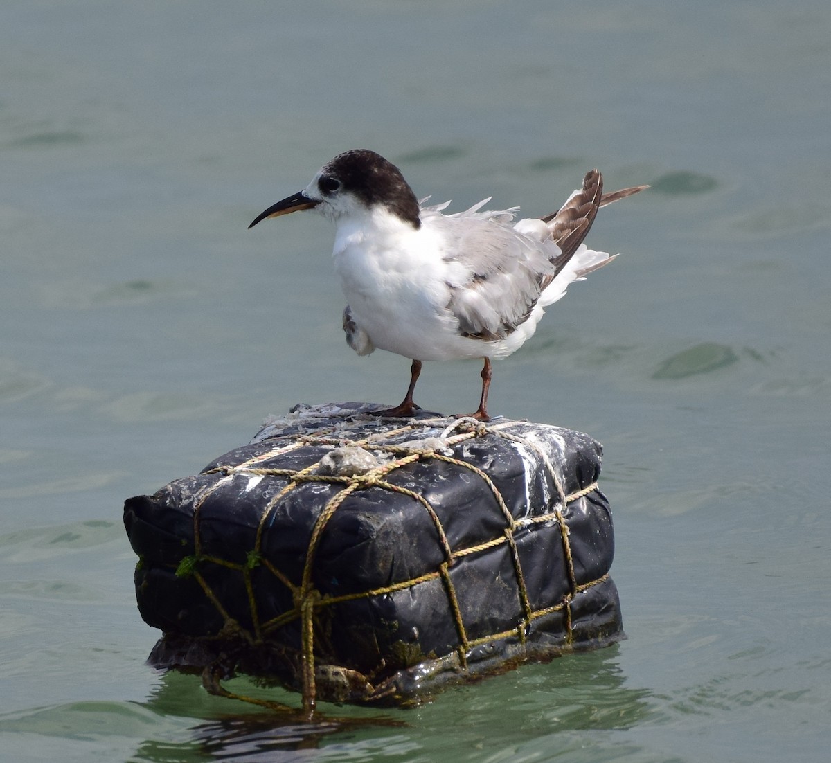 Common Tern - mathew thekkethala