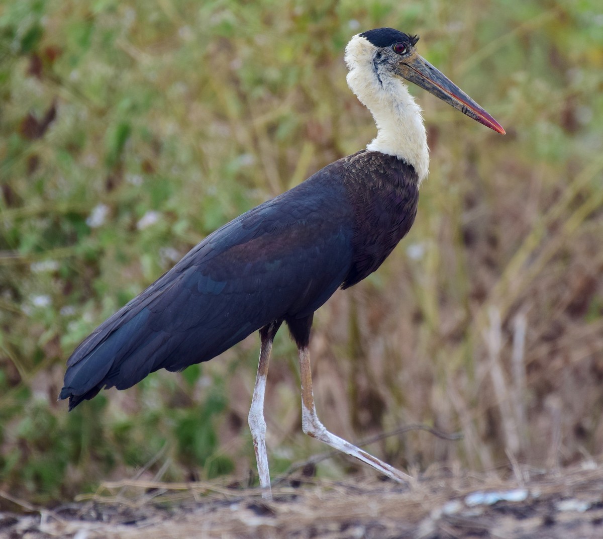 Asian Woolly-necked Stork - mathew thekkethala