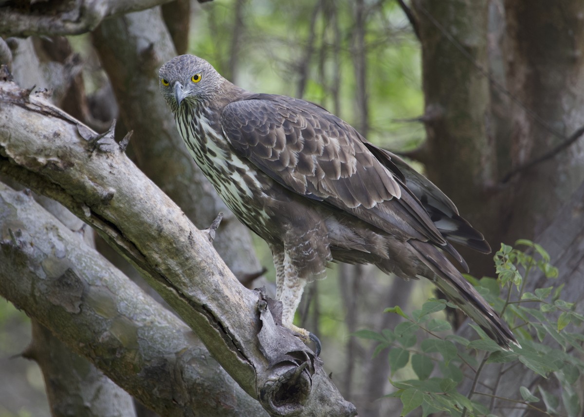 Changeable Hawk-Eagle (Crested) - jaya samkutty