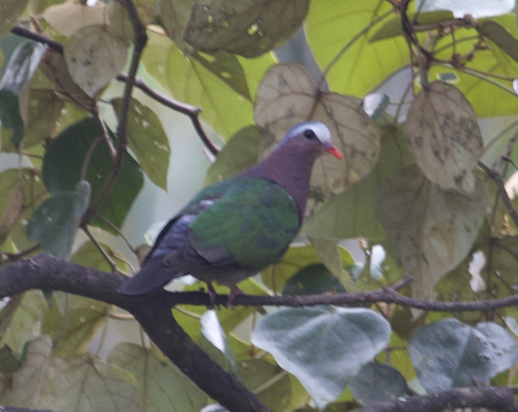 Asian Emerald Dove - jaya samkutty