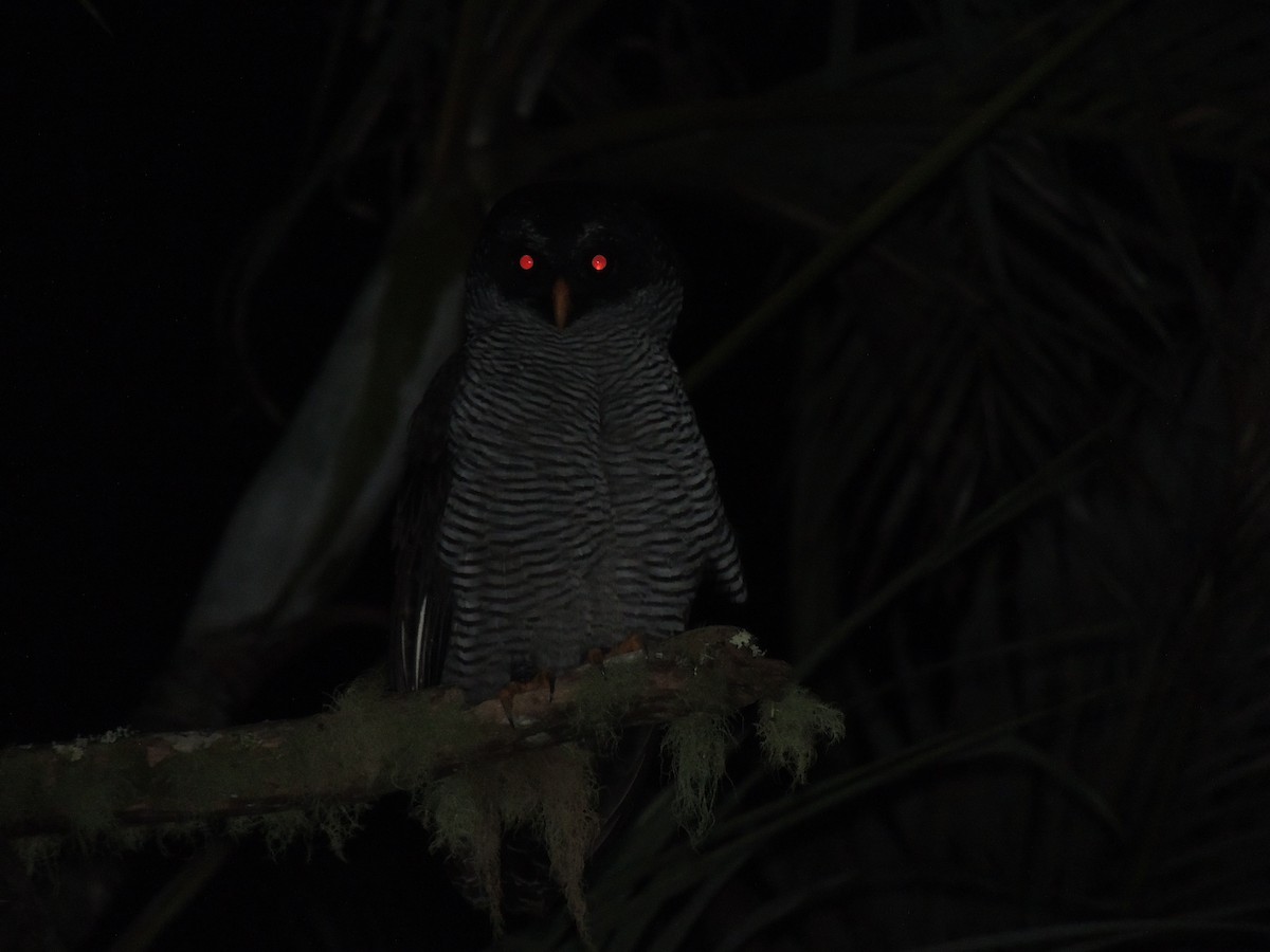 Black-and-white Owl - jose  garcia