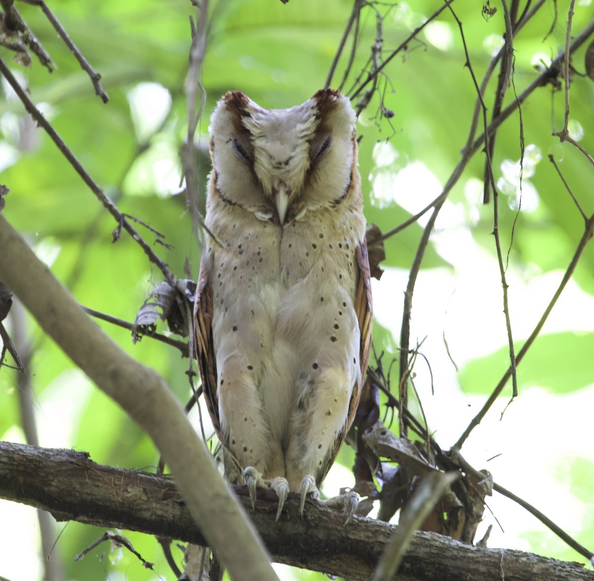 Sri Lanka Bay-Owl - jaya samkutty