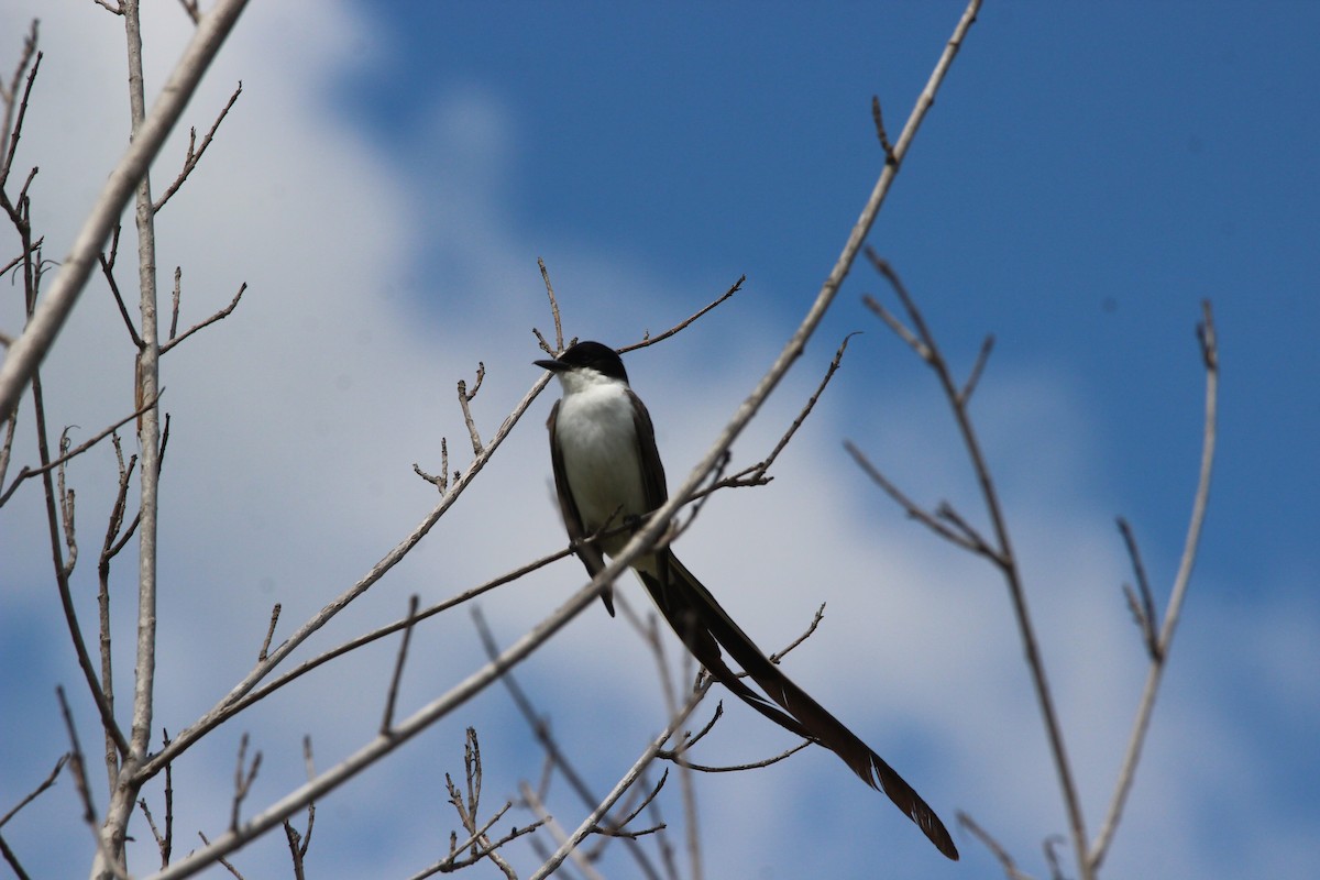 Fork-tailed Flycatcher - Michael Weymann