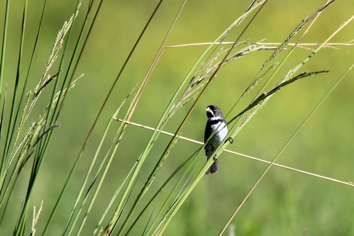 Double-collared Seedeater - ML78299371