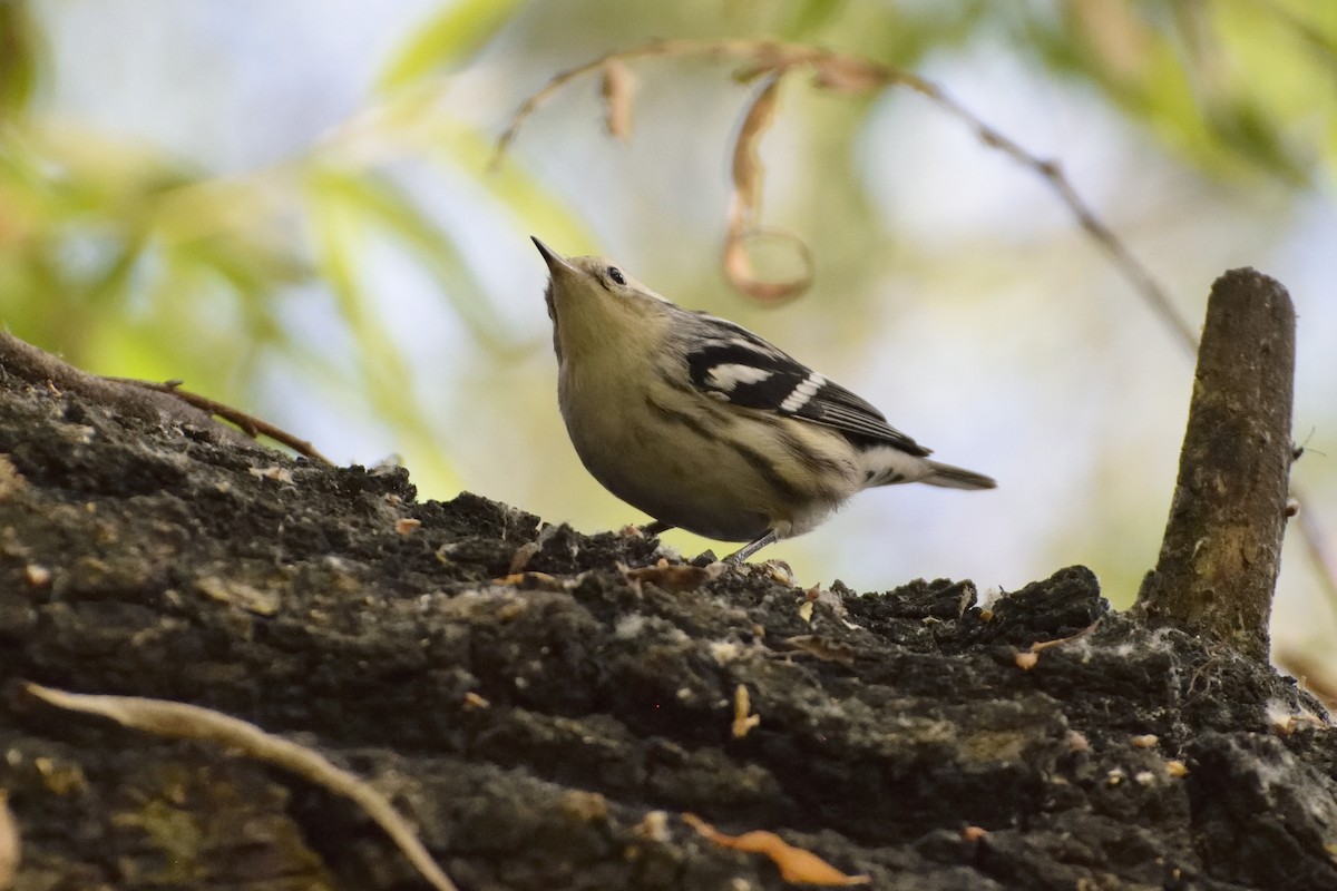 Black-and-white Warbler - ML78300741