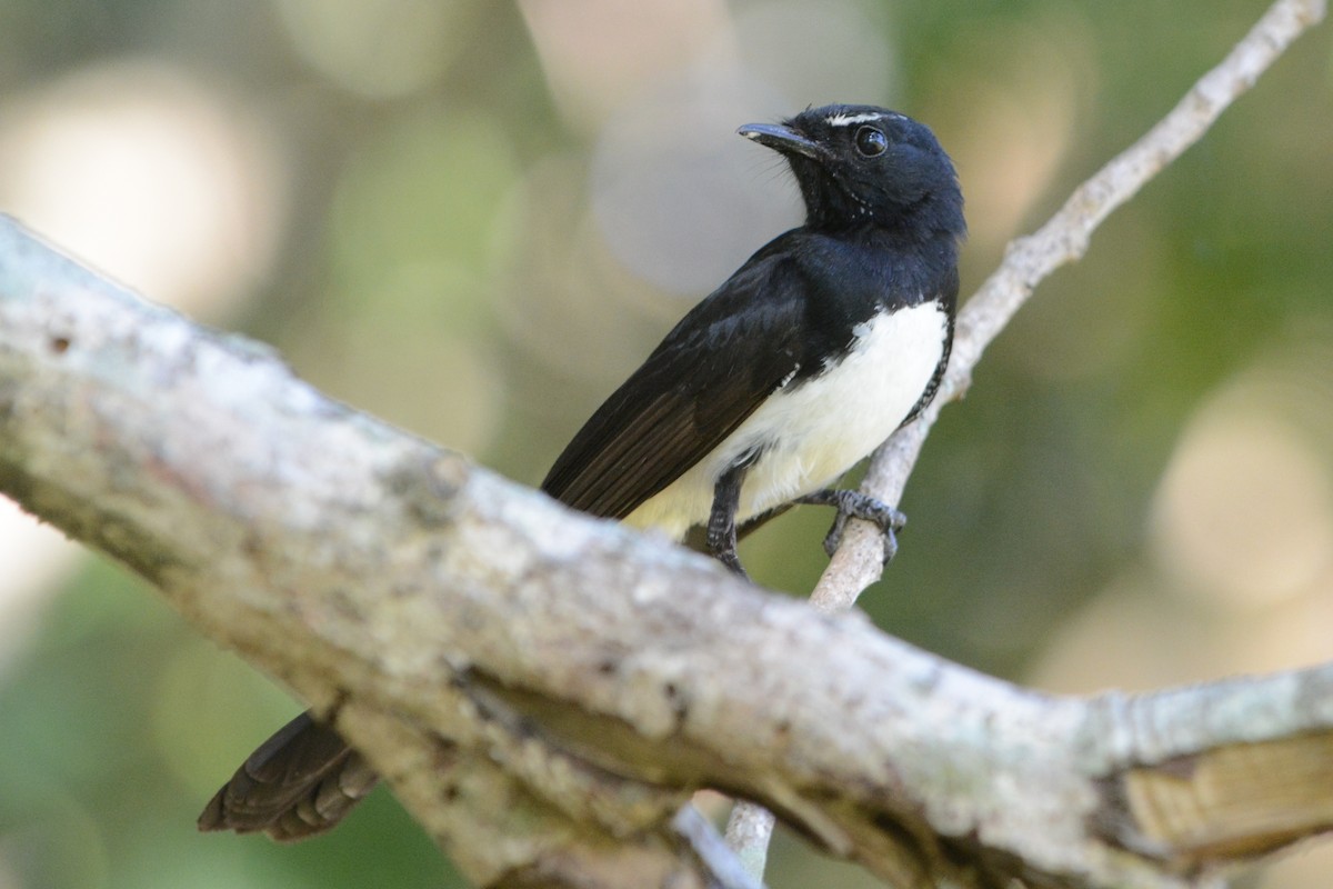 Willie-wagtail - Cathy Pasterczyk