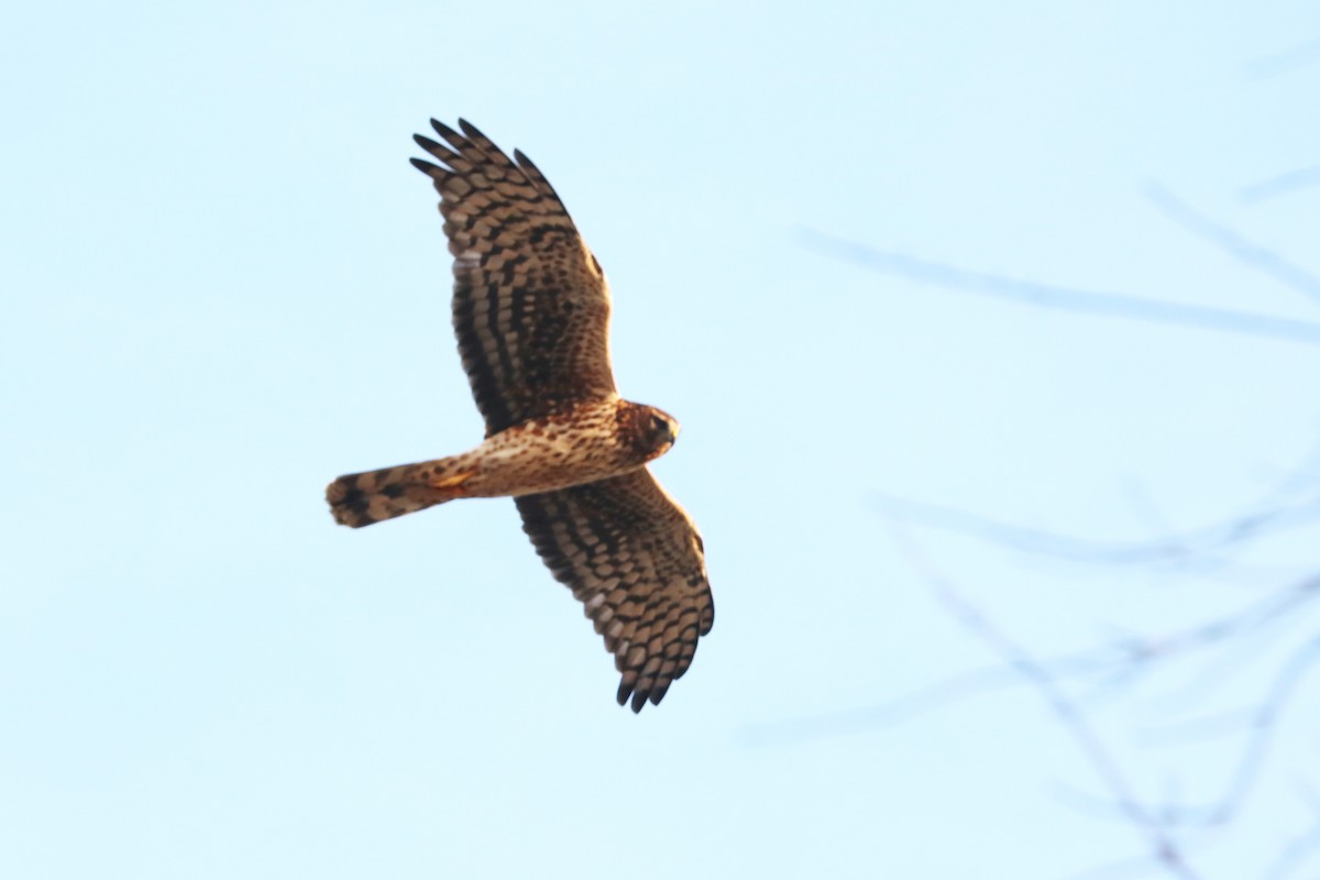 Northern Harrier - Colin Sumrall